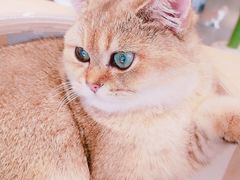 -飞行喵MR PILOT|猫舍·猫咖(静安大融城店)