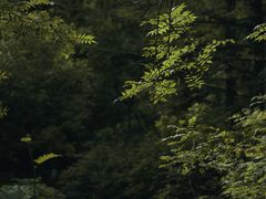 -秦岭风景区