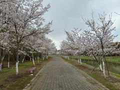 -上海海湾国家森林公园