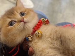 -欣宠猫屋·矮脚拿破仑·蓝金金渐层