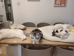 -有喵·猫咖·狗咖·30几只猫10只小狗(岗厦店)