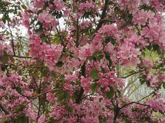 -长白岛森林公园