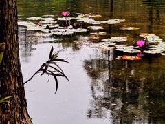 -云溪植物园