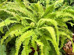 -国家植物园南园