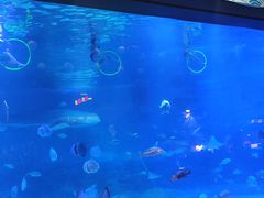 -烟台海昌鲸鲨海洋公园