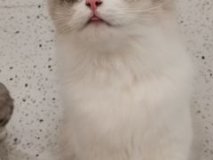 -猫域·湾主题猫咖·宠物吧(南坪城市广场店)