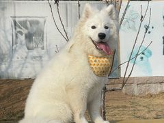 -趣玩宠物乐园寄养训犬训狗游泳池
