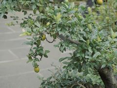-成都杜甫草堂博物馆