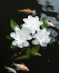 -小梨·OndaPro·专业脱毛连锁机构