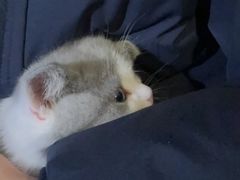 -欣宠猫屋·矮脚拿破仑·蓝金金渐层