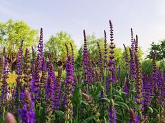 -汉长安城未央宫国家考古遗址公园