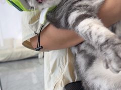 -爱洗澡的猫(望京店)