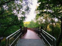 -大亚湾红树林城市湿地公园