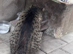 -宠物星动物医院·眼科·异宠·猫科(江南大道总院)