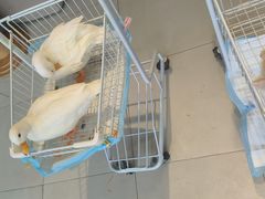 -怪兽屋·羊驼·猫咖·狗咖(俊华广场店)