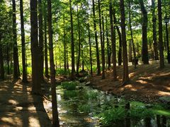 -白水寺森林公园