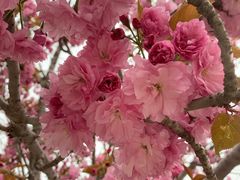 -莱阳濯村樱花园