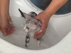 -糯米喵星人总部直营旗舰店·猫舍·幼猫出售