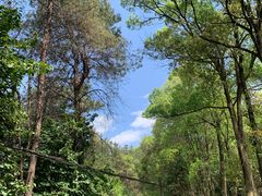 -铁山坪森林公园