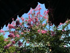 -艺圃
