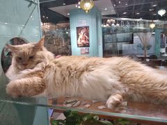 -猫小院猫主题餐厅(三里屯店)