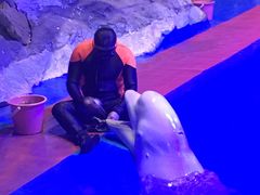 -海合安青岛极地海洋公园