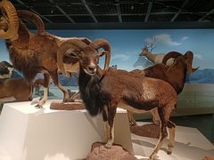 -陕西自然博物馆