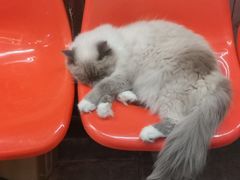 -猫咪博物馆(顶澳仔猫街店)