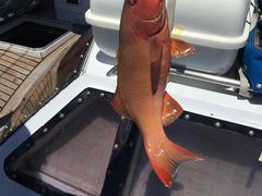 -斐济双桅帆船外岛一日游 浮潜 海钓 Tinhao号