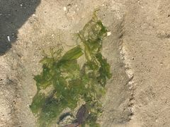 -北海金海湾红树林生态旅游区