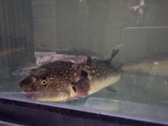 -长顺河豚馆(江洲东路)