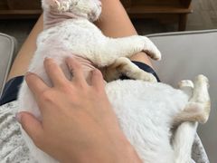 -猫大福·Fortune Cat猫舍(百子湾店)