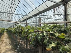 -马陆小张葡萄园农家乐