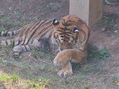 -大连森林动物园