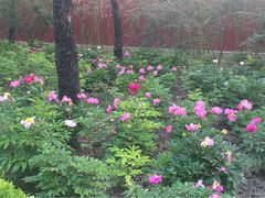 iphone_upload_pic-景山公园