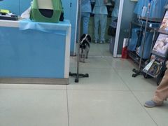 iphone_upload_pic-纳吉亚猫专科动物诊疗中心(蒋宅口分院)