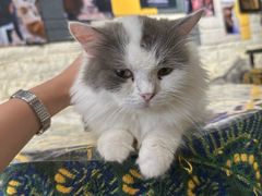 -平行世界·猫咖(首经贸店)