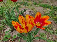 -长春公园(普阳街道)