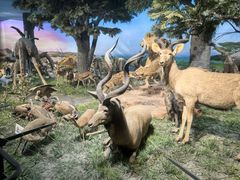 -国家自然博物馆