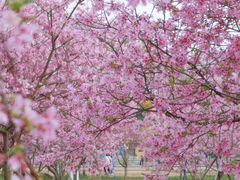 -天适樱花悠乐园