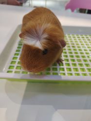 -Moni星球萌宠·小马宝莉·灵蛇·高端高阶全萌宠互动体验俱乐部(红豆国际广场店)