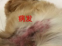 -芭比堂动物医院·24小时·眼科中心(深圳中心)