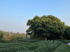 -西湖风景区十里琅珰-五云山