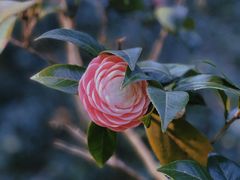 -中国科学院华南植物园