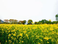-苏州太湖西山岛开心农场