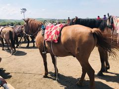 -塞罕坝国家级自然保护区