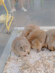 -Moni星球萌宠·小马宝莉·灵蛇·高端高阶全萌宠互动体验俱乐部(红豆国际广场店)