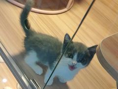 -喵百万·布偶·蓝金金渐层英短·猫舍(百子湾店)