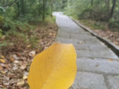 -中山市树木园
