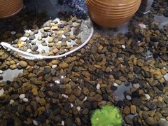 -龙门烤鱼(东方宝泰店)